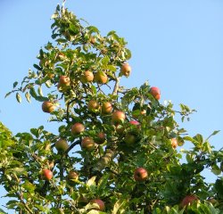 Apple Tree