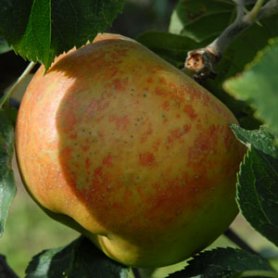 Blenheim Orange